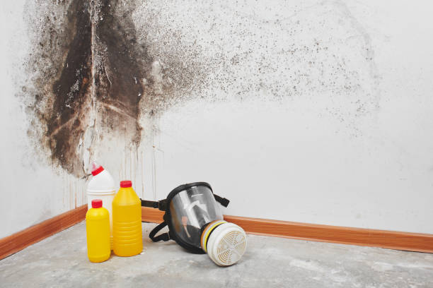 Best Post-Flood Mold Remediation in Paradise Valley, AZ