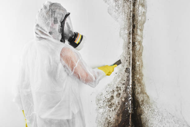 Best Attic Mold Remediation in Paradise Valley, AZ