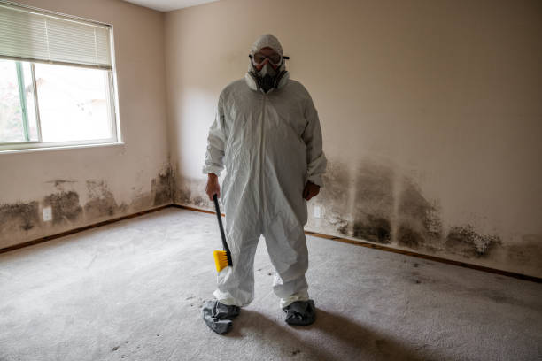 Best Industrial Mold Remediation in Paradise Valley, AZ